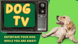 Daytime television for your dogs.  TV to entertain your dog and enrich their day while you are away!