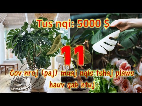 Video: Hom Tulip Paj: Kawm Txog Ntau Yam Ntawm Tulip - Gardening Paub Yuav Ua Li Cas