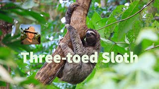 It is a slow moving, but a very good climber. Meet the three-toed sloth in the rainforest of Panama.