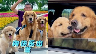 Everyone is extremely happy. ❤️#聪明旺豆豆 #goldenretriever