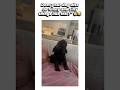 Does you ug also do funny and silly things like this?"🐶😂💔 #funny #pets #13million #dog #trending