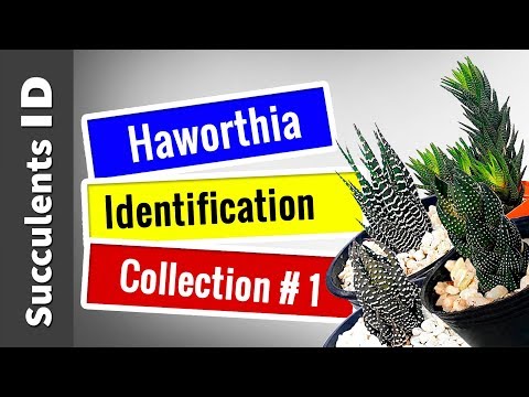 Vidéo: Types Et Noms D'haworthia (35 Photos) : Perle Et Scaphoïde, Fasciata Et Limypholia, Sinueuse Et Retusa, Attenuata Et 