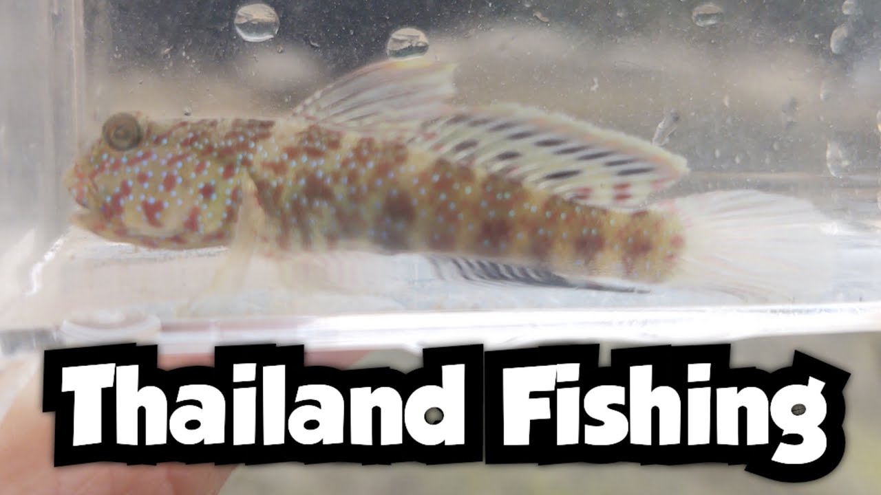 A Beautiful Goby Saves the Day | Highfin Shrimpgoby | Thailand Fishing 🇹🇭