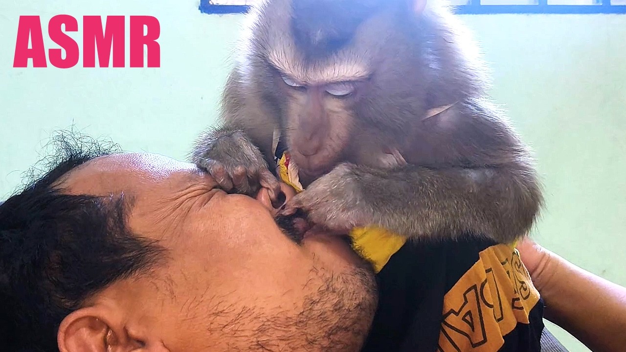 Monkey Most Satisfying Grooming Human Nose Beard ASMR