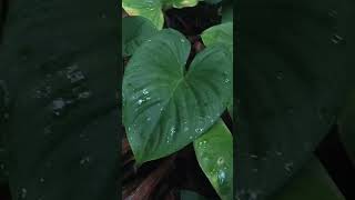 PULAU BATU DINDING - TUJUAN WISATA EKSOTIS DI BARAT PULAU BELITONG | TRAVEL - NUMB | WAUUBELITONG