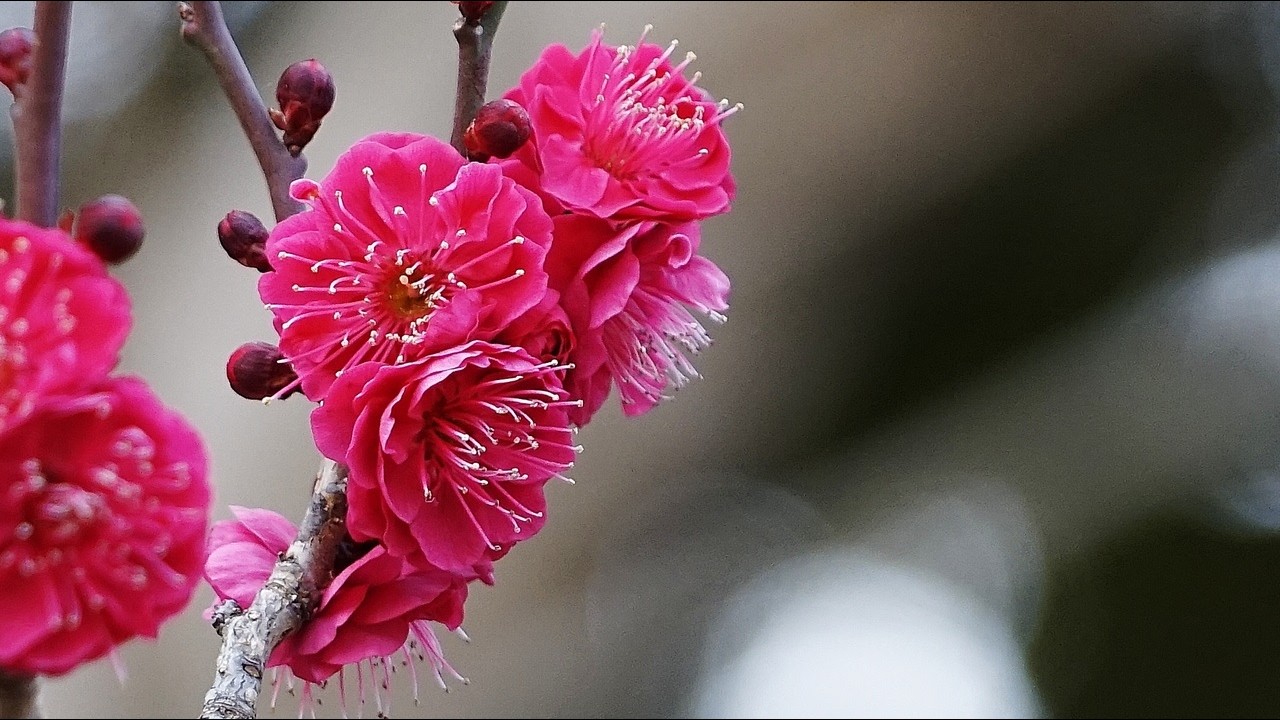 2026 鎌倉　大船フラワーセンター　春が来ました !!