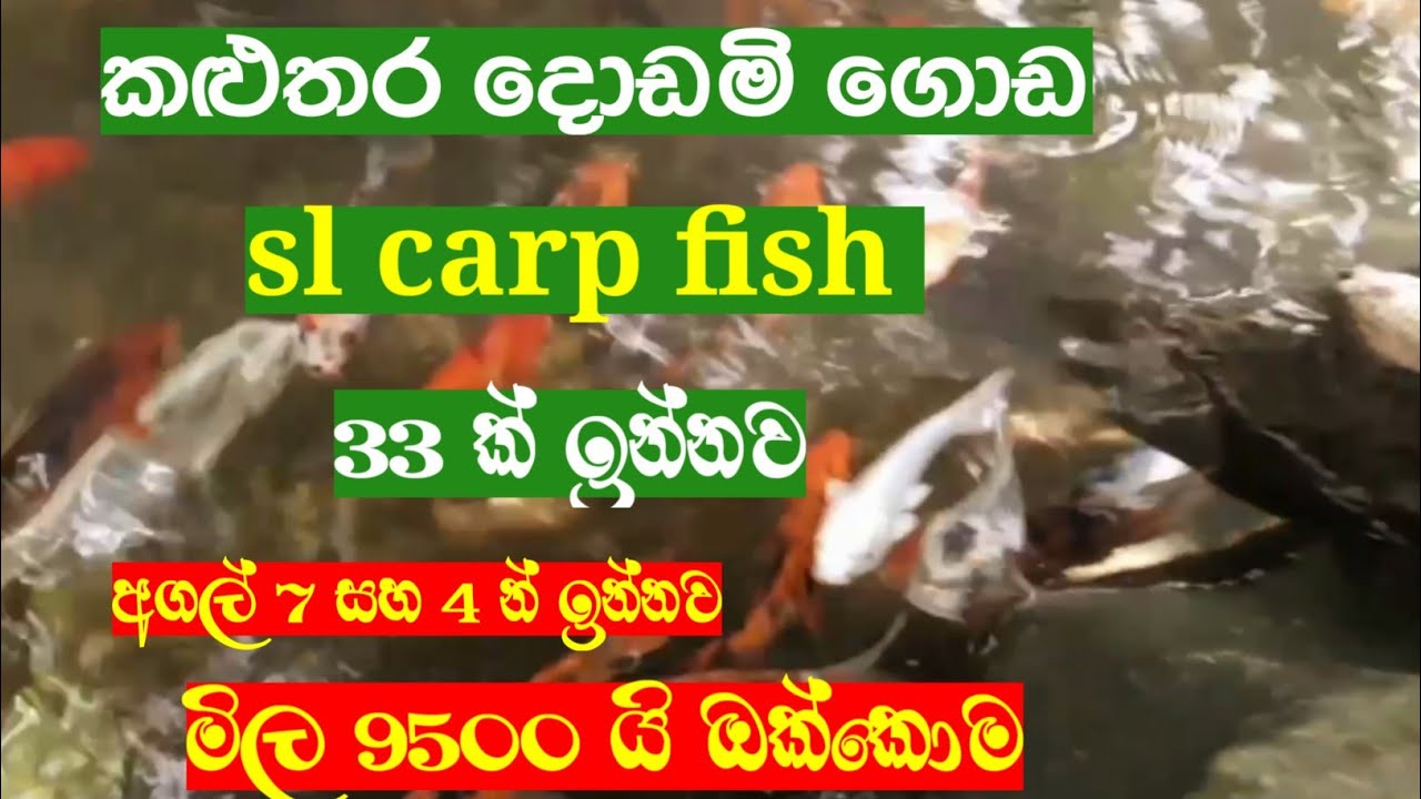 sl carp fish price in kaluthara / carp fish sinhala / carp fish price