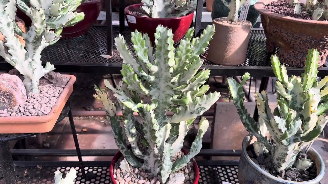 Spectacular collection of Euphorbia variegated lactea "Coral Euphorbia"