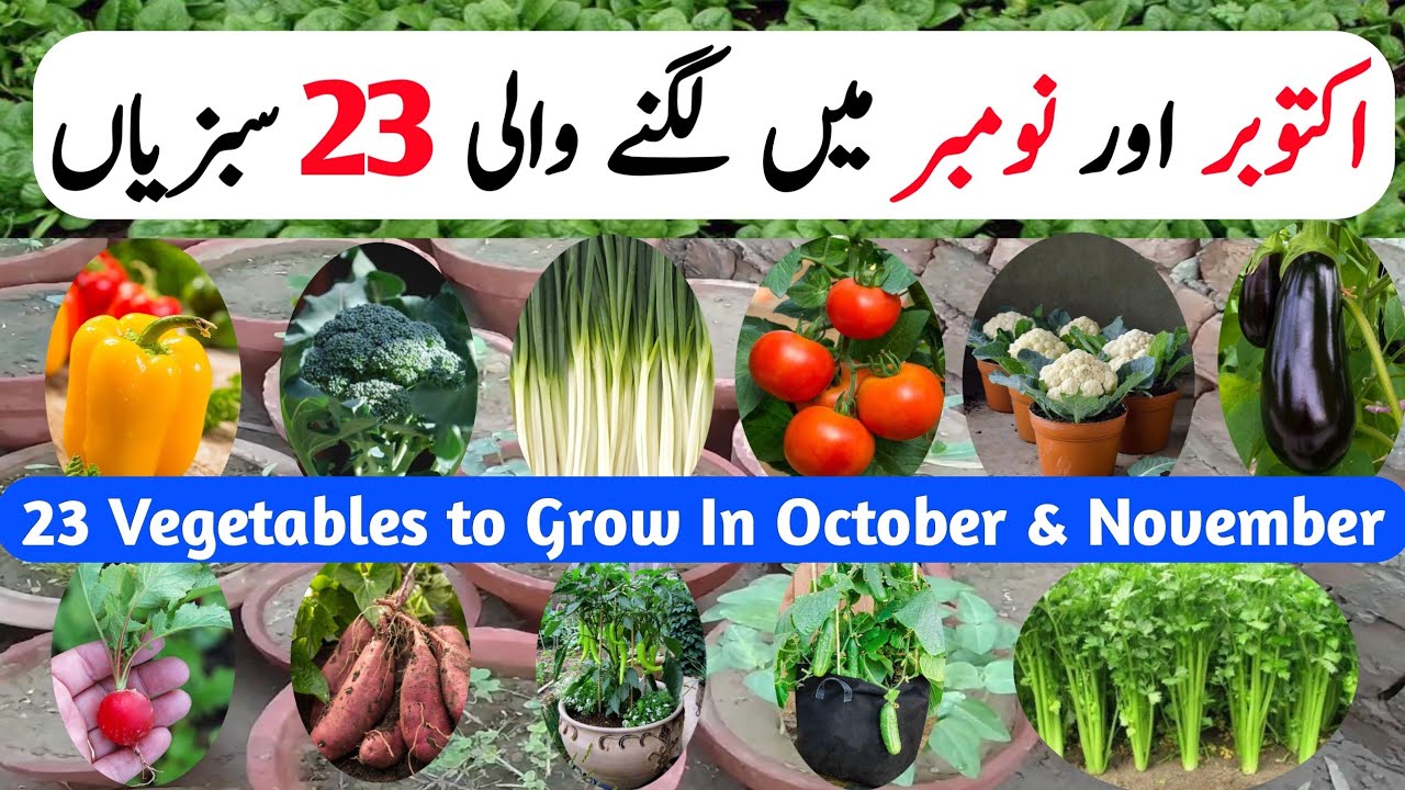 October Vegetables to Grow In October & November | Vegetables Grow at ...