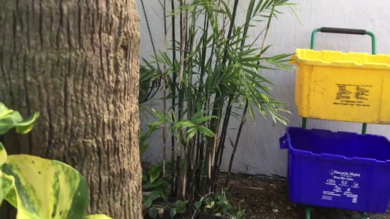 PS16 - Bamboo Palm Tree - Terra Cotta Pot and In Ground Palms - May 14, 2025