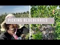 Summer Jobs in Poland: Picking Blueberries, Working on a Farm