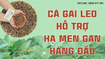 Cây cà gai leo – Thảo dược hữu hiệu hỗ trợ hạ men gan tại nhà | Dược Liệu Phương Thảo