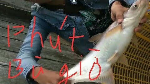 Điểm câu cá tại Cần Thơ. Video số 1