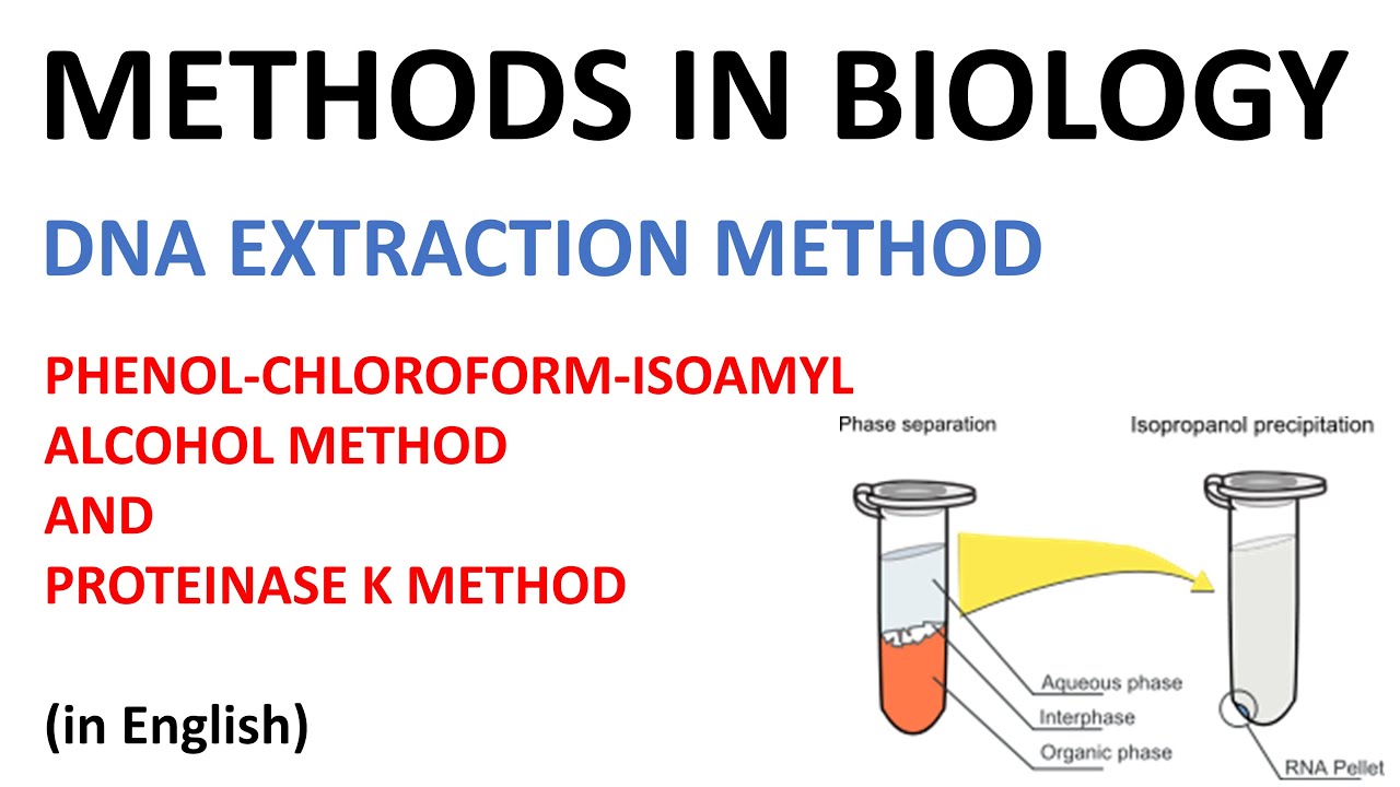 Dna Extraction Methods Phenol Cholorofom Isoamyl Alcohol Method And