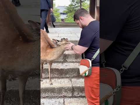 Polite Nara Deer Bowing For Treats