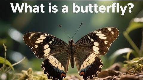 What Is a Butterfly? The Magical Science of Nature’s Greatest Transformation