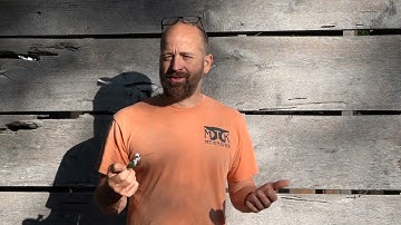 One of the STRANGEST critters I have ever seen!