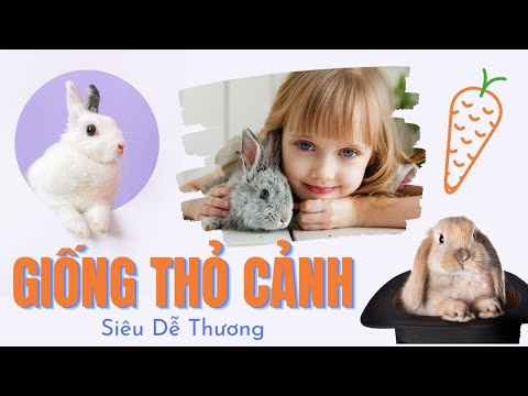 Video Các Giống Thỏ Cảnh Siêu Dễ Thương - Super Cute Rabbit... - youtube