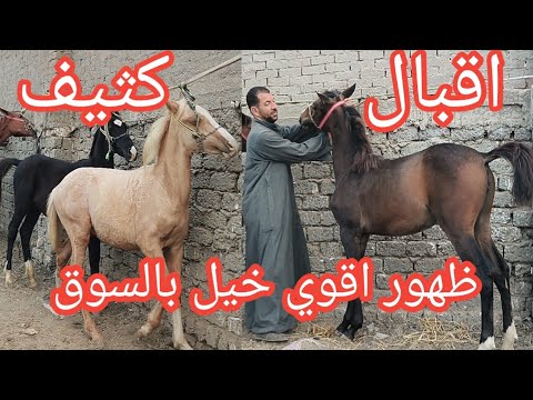 The Horse Market Is Evolving Every Minute With The Most Beautiful Horses In Attractive Colors Ap 