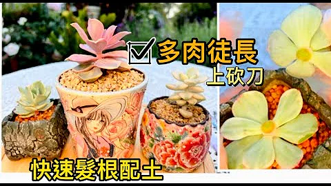 [多肉養護篇#8]徒長多肉處理方法，多肉快速發根配土 - 天天要聞