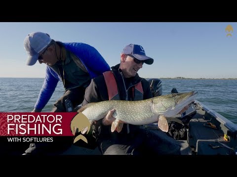 Predator fishing with softlures - Westin-Fishing 