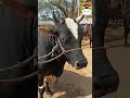 সুটাম দেহের একটি ষাঁড় গরু আমদানি #sorts #sortsvideo #everyone #হাট_বাজার #গরুর_হাট #caw_market #cow