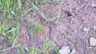 Arazide Yavru Yılan Gördüm Kızılçubuk Köyü Karlıova Bingöl