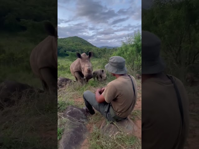 Mom and baby rhino visiting their protector class=