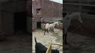 250000 Sale Contact No 03220005599