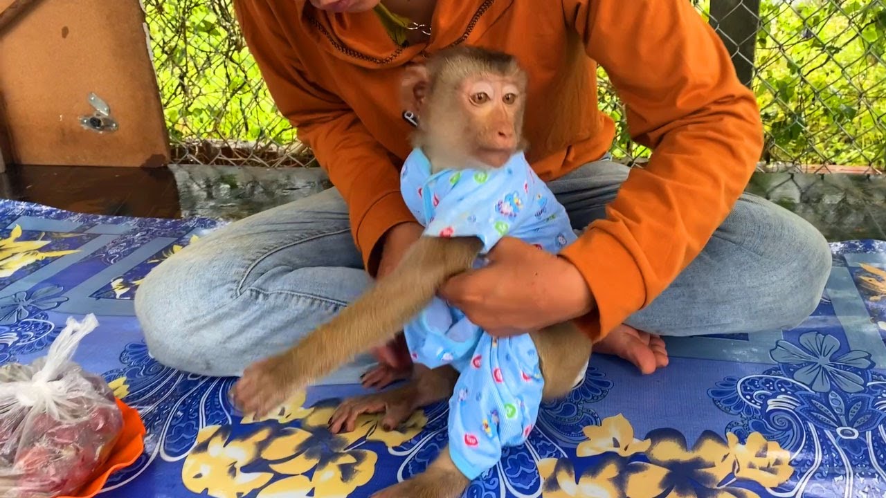 Mom wearing new suit for my beloved monkey Ella she is surprise and playing very happiness