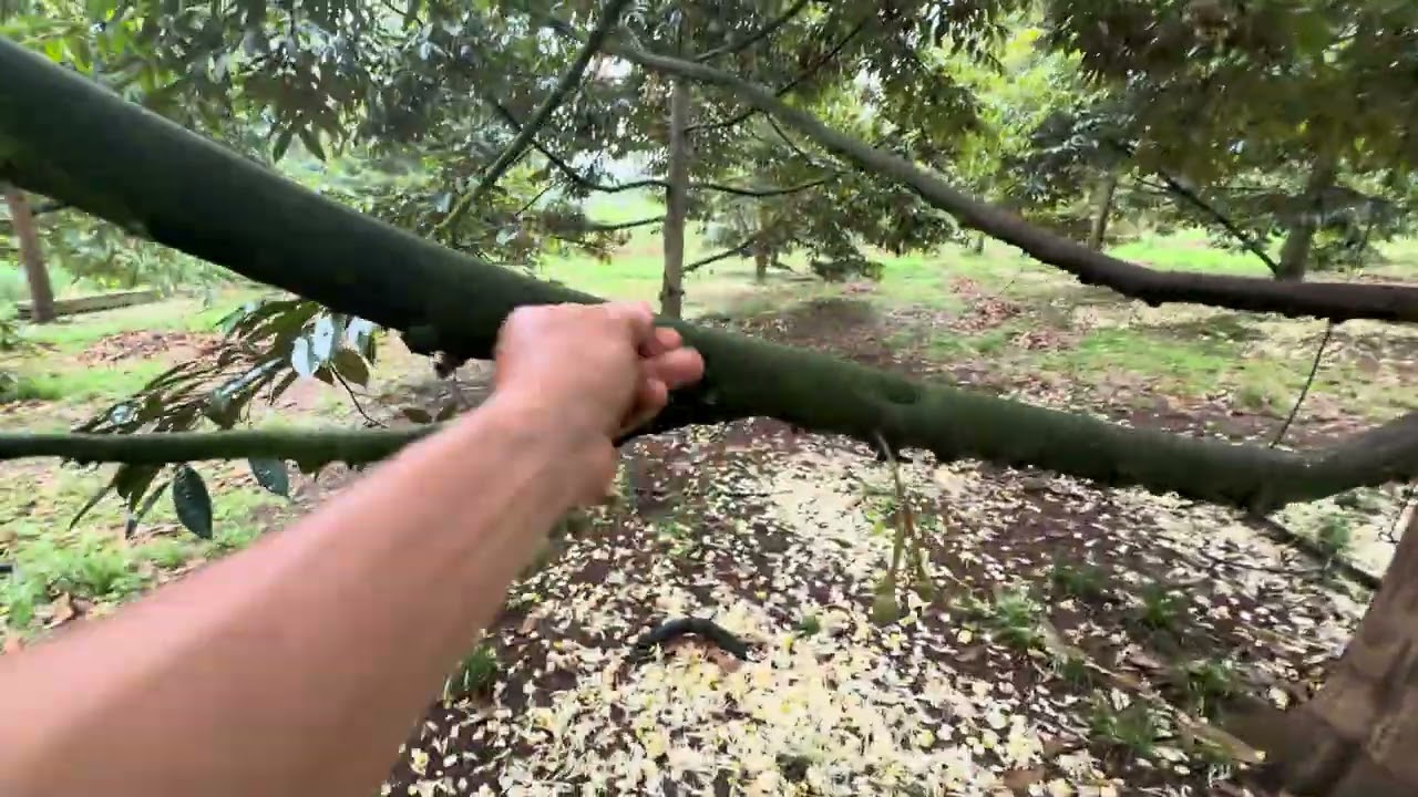 Sầu riêng xổ nhuỵ bị mưa đêm . Việc cần làm ngay để hạn chế rụng 