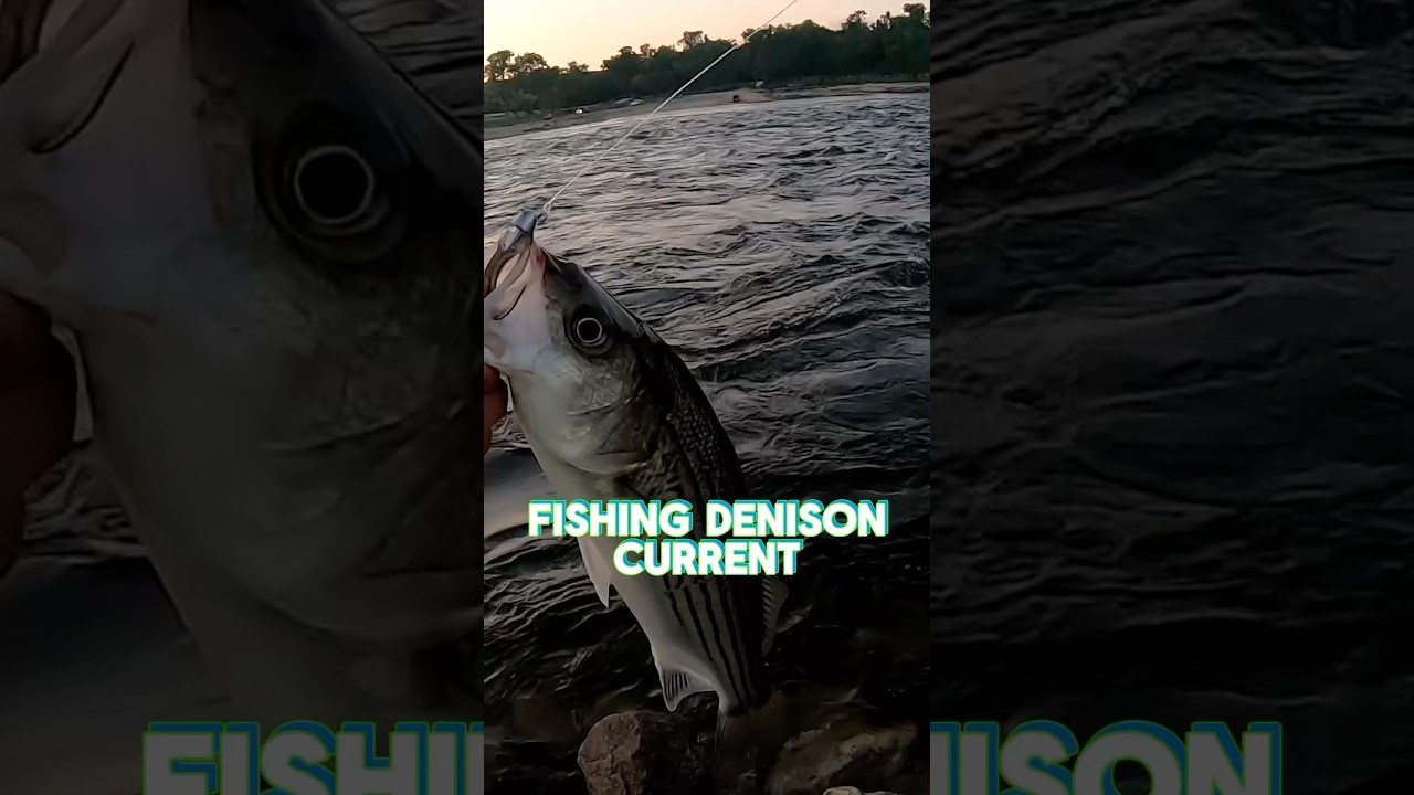 Bites Hot in the Current 