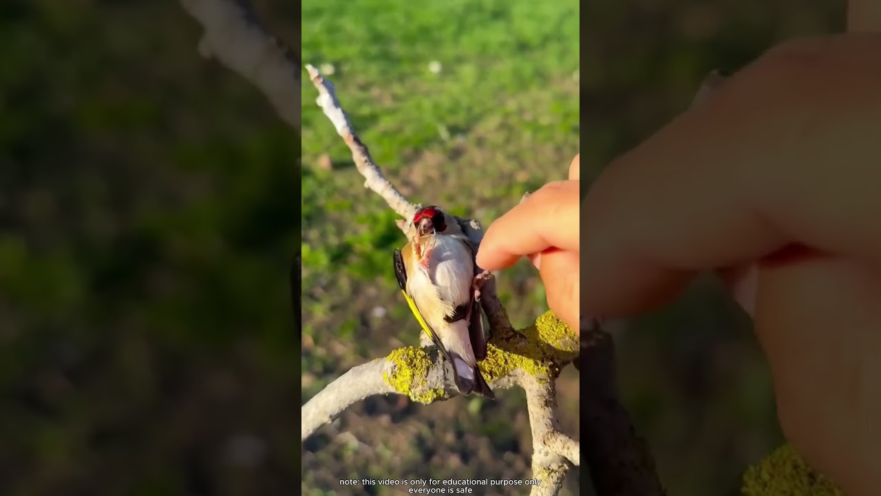 Así duerme el pájaro más perezoso sobre un girasol