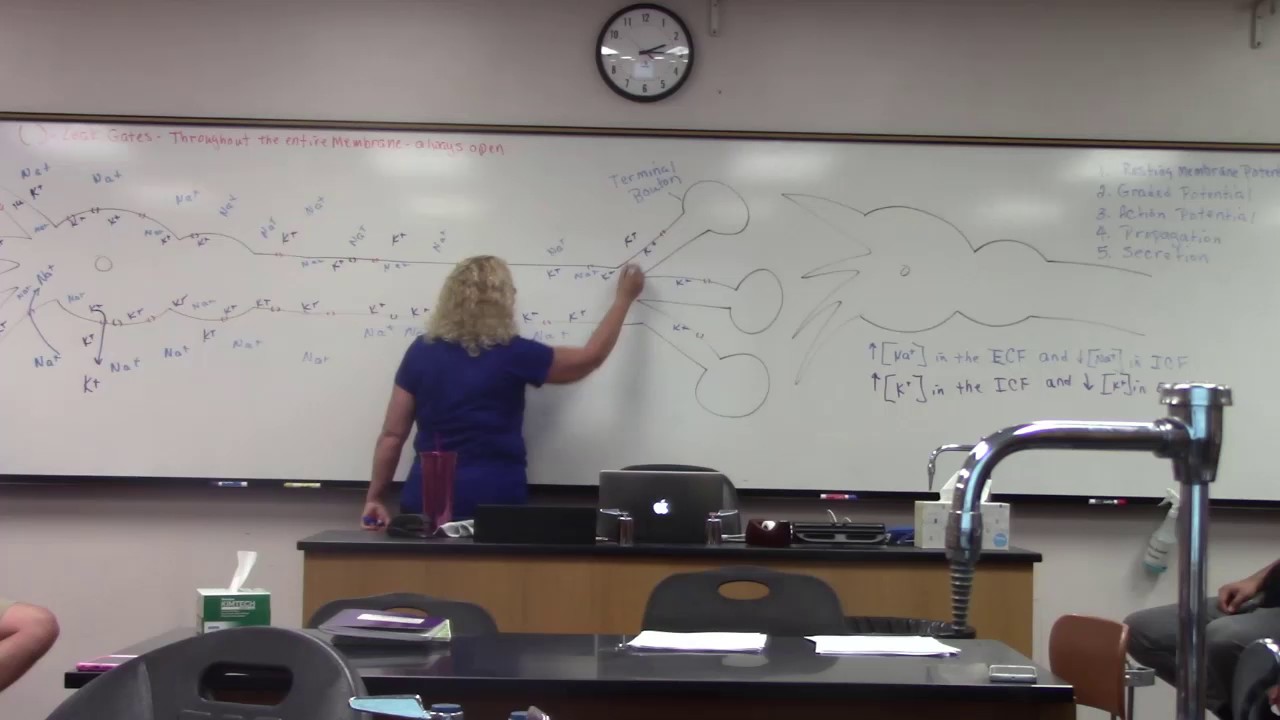 Action Potential Part 1 - YouTube