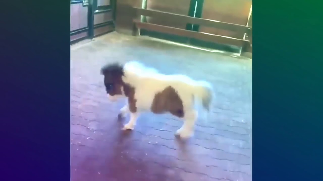 Pony Salvaje Dembow By Dj Marley Mendieta