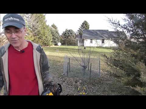 Keeping the Balance With Fruit Trees