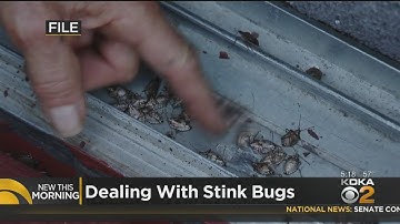 Keeping Stink Bugs And Fall Critters Out Of Your Home (Pt. 1)