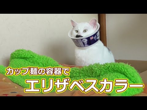 カップ麺の容器でエリザベスカラー作ってみました 猫用 Youtube