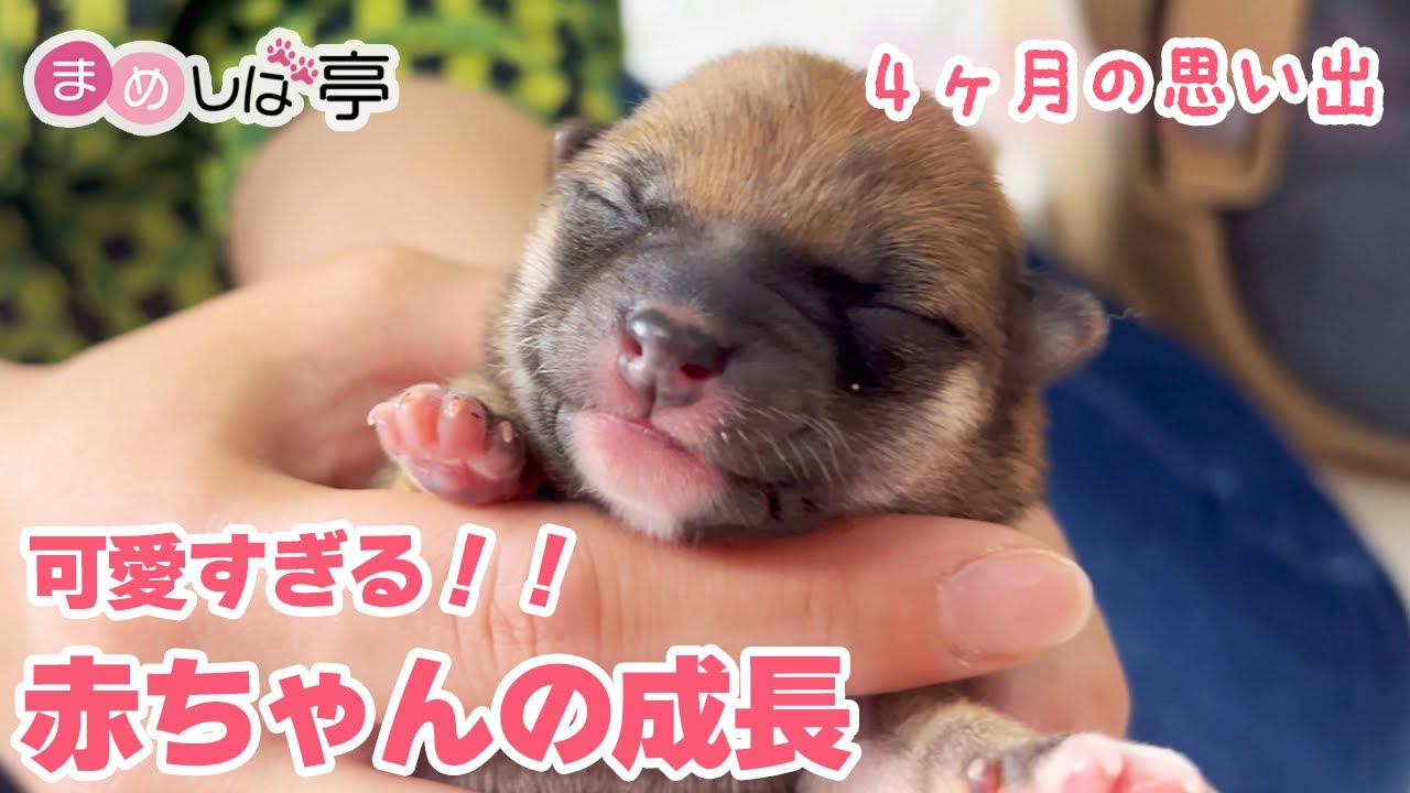 【豆柴犬】”成長日記”麗ちゃんと4ヶ月間の思い出！まめしば亭ブログvlog【卒業記念】