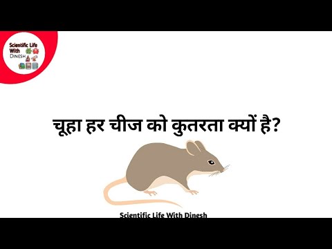 वीडियो: हिन्दी में कोको चूहा का क्या अर्थ होता है?