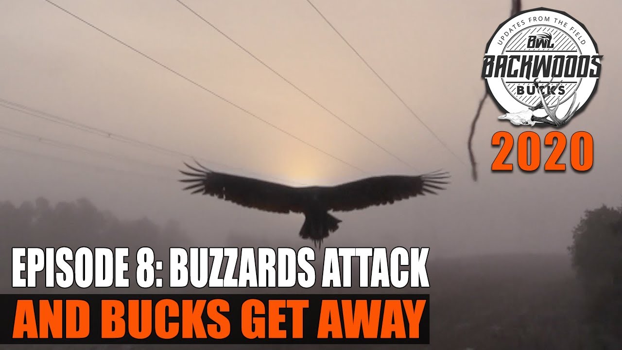 BUZZARDS ATTACK AND BUCKS GET AWAY Backwoods Bucks 20.8 YouTube