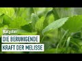 Heilmittel Melisse: Wissenswertes über ihre beruhigende Wirkung | Die Ratgeber