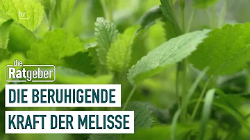 Wann sollte man Melissentee trinken?