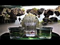 BEASTS OF THE WATERWORLD: Avatar-Themed Floating Mountains Paludarium for Ants