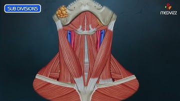 Anterior Triangle of Neck (Animated Video)