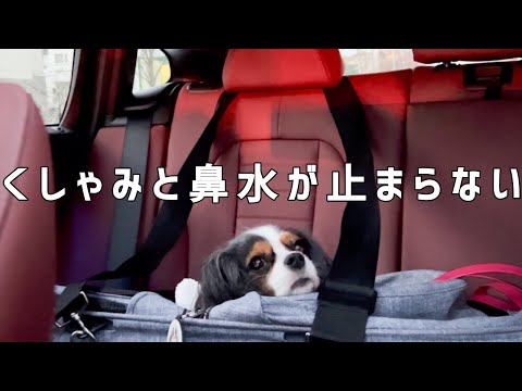 【キャバリアという犬】今度はくしゃみが止まらない愛犬うにじゃ(5歳)