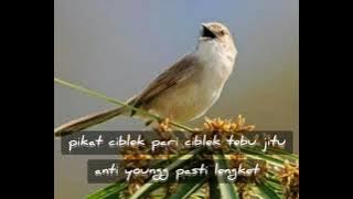 pikat ciblek pari ciblek tebu anti yonk dan pasti poin banyak