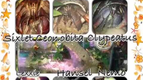 NO to painted shells for the life and sake of hermit crabs