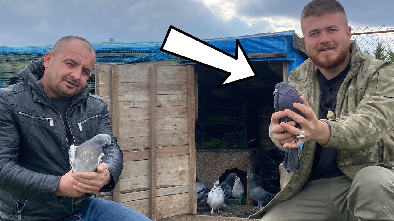 Taklacı Güvercinleri Uçurduk Miro Tip Bango Hünkari