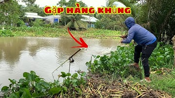 Câu Cá Tra Sông - Đầy Cảm Xúc Khi Dính Được Con Hugo | Fishing - Miền Tây